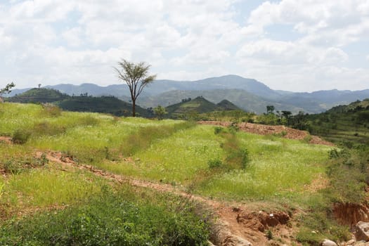 Traditional terraced fields of Konso people, Ethiopia, Africa