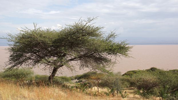 Langano Lake in the South of Ethiopia, Africa