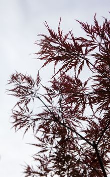 Pink leaves on the branches of the Japanese maple (Acer palmatum)