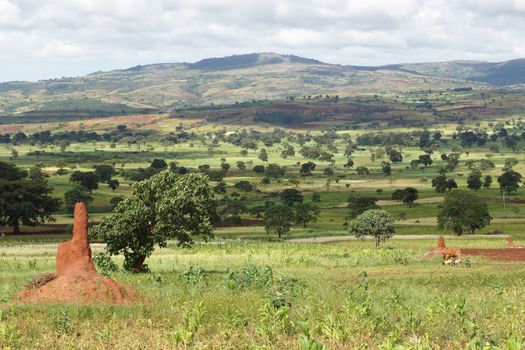 Landscape close to Yabelo, Ethiopia, Africa