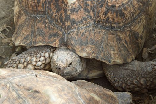 Portrait of a Leopard Tortoise, Ethiopia, Africa