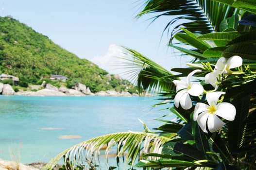 Tropical flowers frangipani against sea tropical landscape. Koh Samui, Thailand