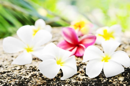 Flowers frangipani (lat.Plumeria) closeup. Soft focus,shallow depth of field. 