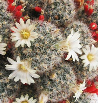 Cactus Mammillaria flowers closeup 