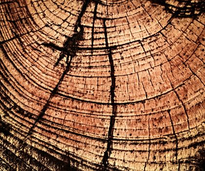 abstract background or texture beautifully detail in wood