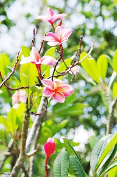 Flowers  pink frangipani (lat.Plumeria) genus of tropical trees of the family Metrovia.