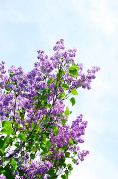 Blooming lilac  on  blue sky background