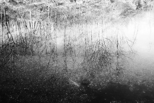Black and White image of small pond with trees reflection on water