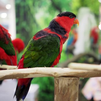 closeup of beautiful eclectus parrot