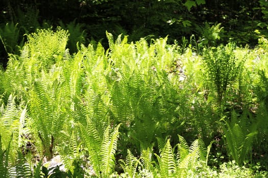 Fern leaves and bush in the summer forest