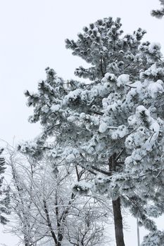 Winter forest in the snowy stormy weather