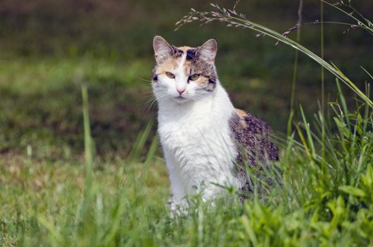 Young cat pet kitten in summer garden grass