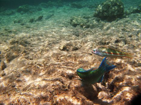 Tropical exotic fish underwater. The pseododax moluccanus