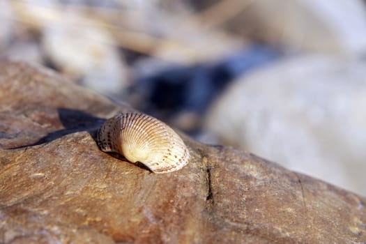 Sea shell laying on the stone near the seashore