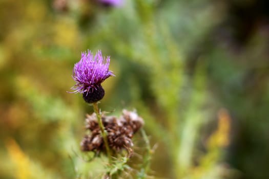 Blue Flower with a pins on the summer green meadow