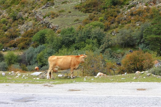 A cow standing on the summer meadow