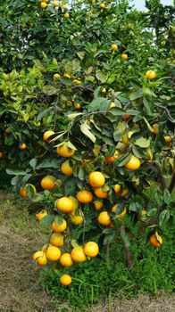 Orange tree with ripe fruits in sunlight