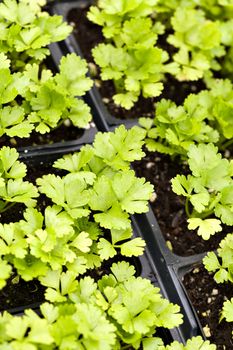 Close up of some celery plants in their young stage. Shallow depth of field.
