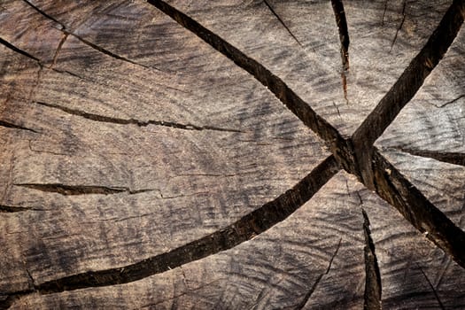 Abstract texture of a tree trunk section 