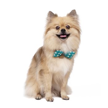 Young Pomeranian white Studio smile outfit shots
