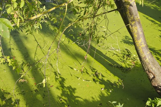 green summer lake pond water with duckweeds. nature background