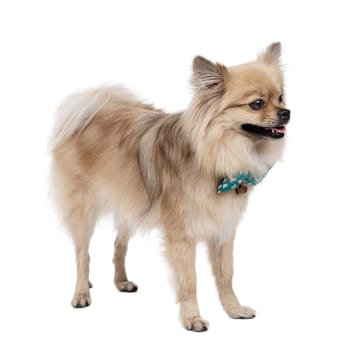 Young Pomeranian white Studio smile outfit shots