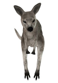 3D digital render of a grey baby kangaroo isolated on white background