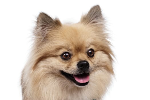 Young Pomeranian white Studio smile outfit shots