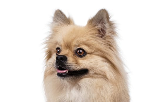 Young Pomeranian white Studio smile outfit shots