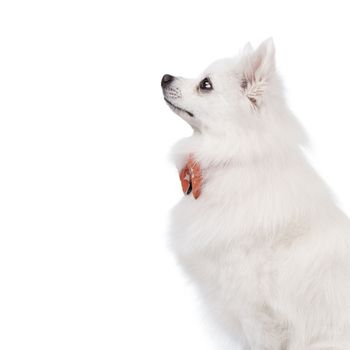 The white tears of the young Spitz smile Studio shot