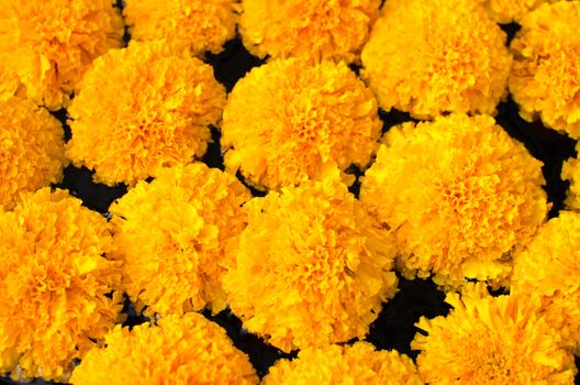 Tagetes erecta L or Marigold beautiful flower.