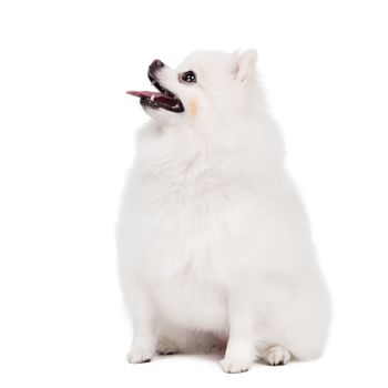 White Studio in young Pomeranian smile shot