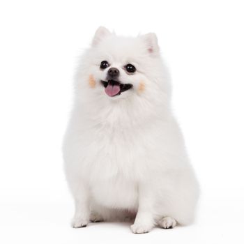 White Studio in young Pomeranian smile shot