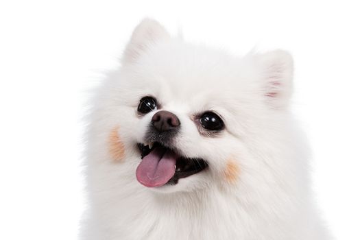 White Studio in young Pomeranian smile shot