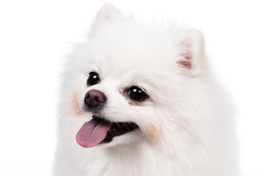 White Studio in young Pomeranian smile shot