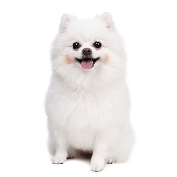 White Studio in young Pomeranian smile shot