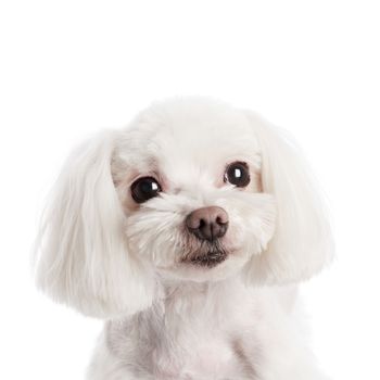 Cute in front of a white background to Maltese