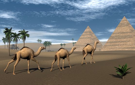 Three camels walking towards pyramids in the desert by day - 3D render
