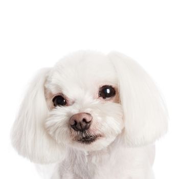 Cute in front of a white background to Maltese