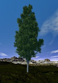 Pine tree in the mountain by day - 3D render