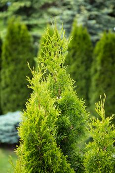 Green thuja tree in spring. Nature garden photography