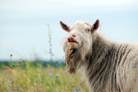 goat aggressive leader looks at the grazing