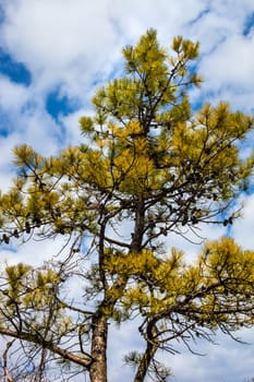 Pine tree against the cloudy sky background.