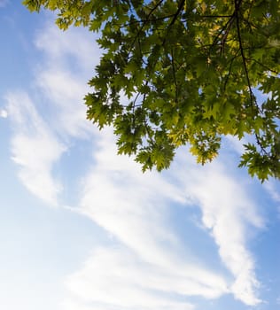 Green branches of the oak tree against the blue cloudy sky background.