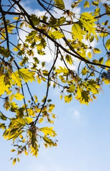 Green blooming branches of the oak tree in the sunny day.