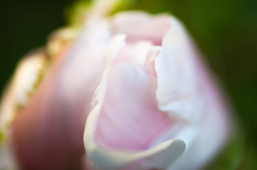 Tender bud of the dog rose's pink flower.