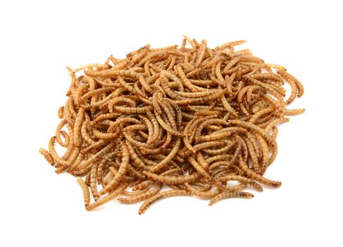 Dried mealworms, isolated on a white background