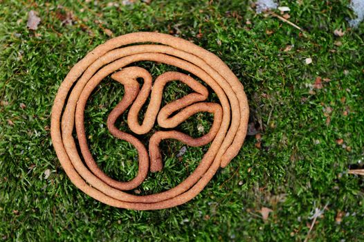 Teterki, Russian rye cookies for spring equinox selebration in nature horizontal