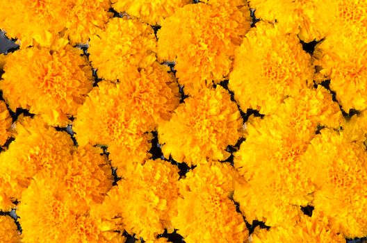 Tagetes erecta L or Marigold beautiful flower.