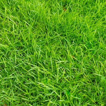Fresh beautiful green grass texture .